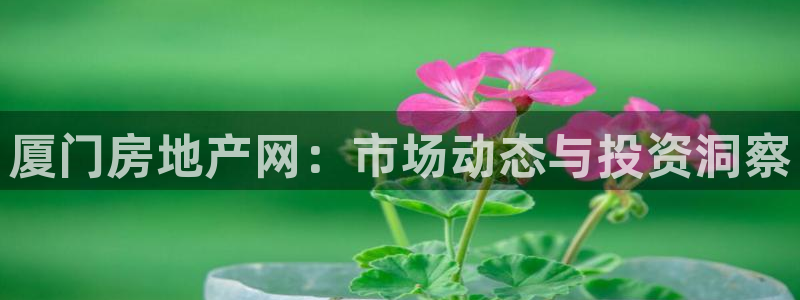 新宝5彩票平台登陆：厦门房地产网：市场动态与投资洞察