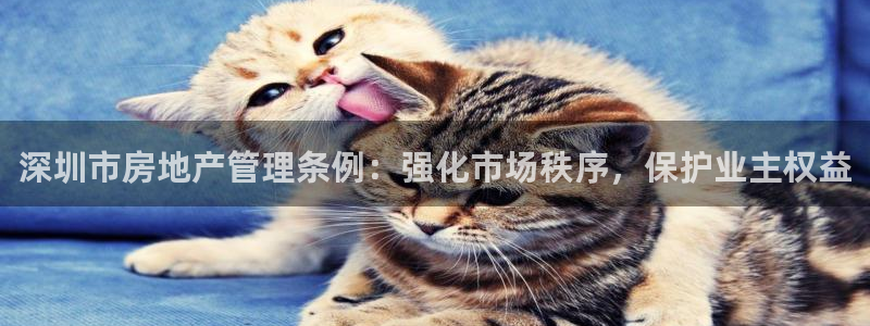 新宝5入口：深圳市房地产管理条例：强化市场秩序，保护业主权益