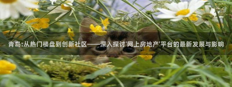 新宝股东王听2 5 5