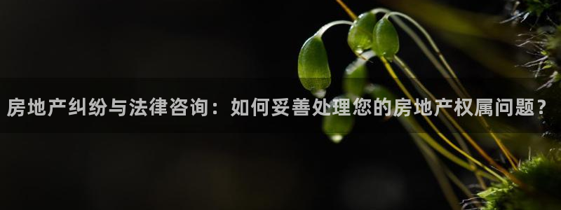 p5r新宝魔：房地产纠纷与法律咨询：如何妥善处理您的房地产权