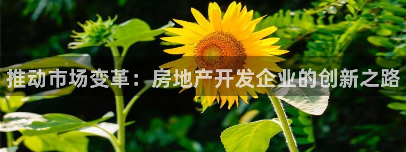 新宝5手机登录：推动市场变革：房地产开发企业的创新之路